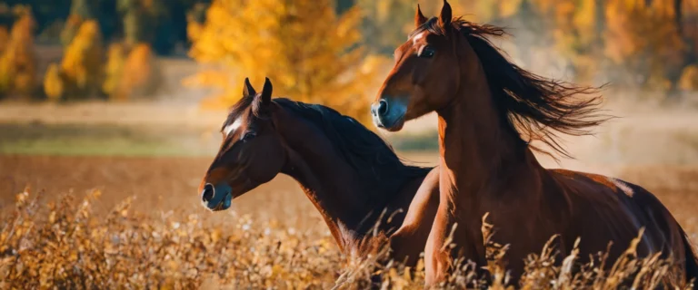 Fête du cheval à Savigné-l&rsquo;Évêque : ce qui s&rsquo;est passé le dimanche 1er septembre 2024