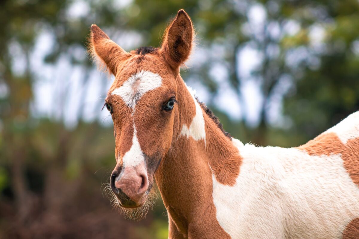 Vente de yearlings d'octobre chez Arqana : quatre jours d'enchères à Deauville