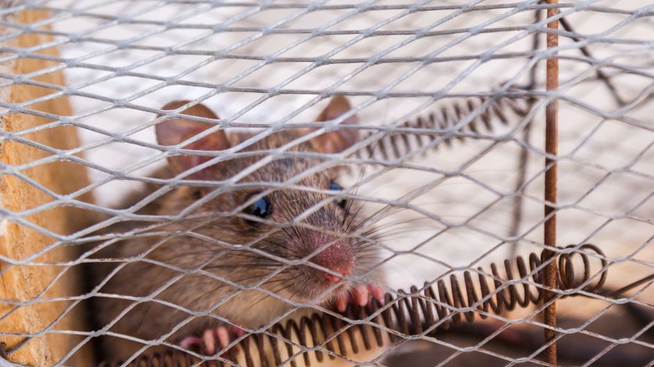 Anti-nuisibles pi&egrave;ges souris & rats